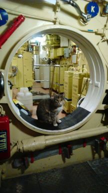 Друзья моряков: почему корабельных котов считают полноправными членами экипажа