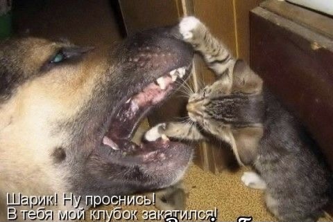 Весёлый полтишок 14.04.22