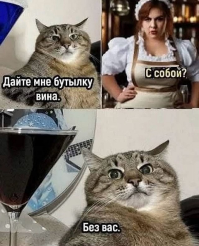 К котовторнику: подборка картинок-баянов с котиками и про котиков. Выпуск 5