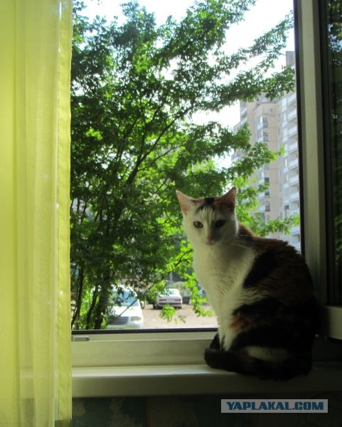 Котовторник 9.07.2013