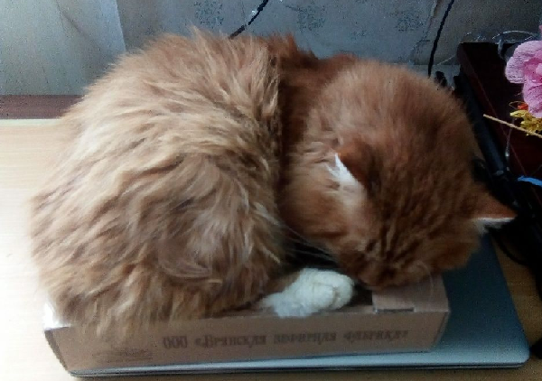 Котовфторник