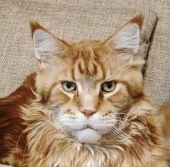 Котовторник. Начало