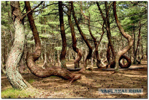Фотозагадки и их разоблачения