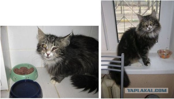 Про спасенных котеек