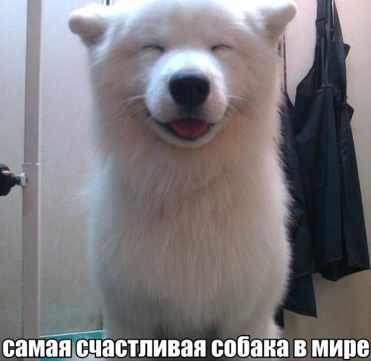 Смешные картинки