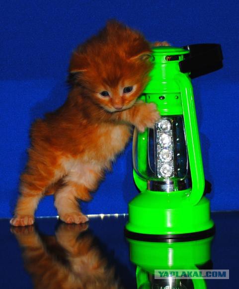 Мои мейн куны