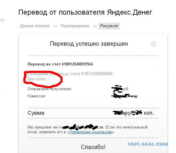 Жизнь домашнего приюта для котеек 38