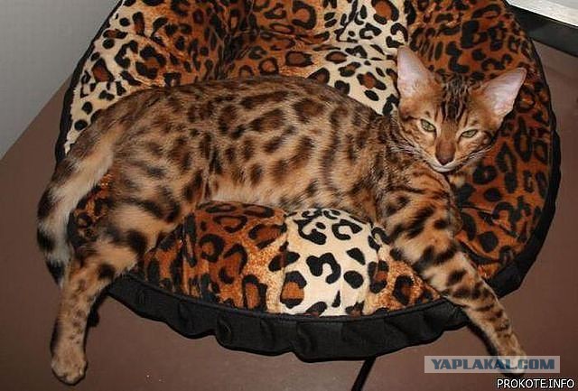 Забавные картинки с котами из сети