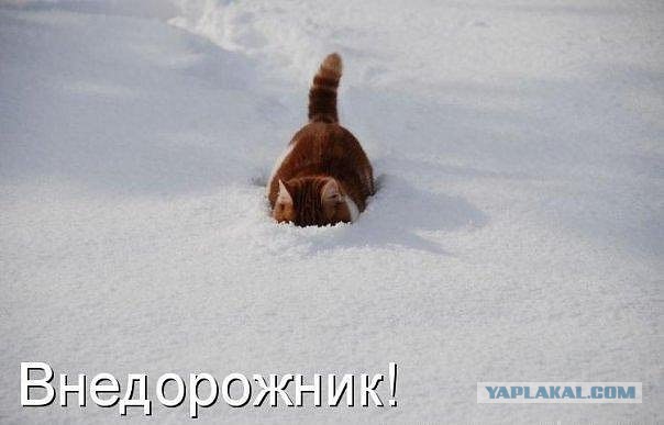 Мой хасеныш