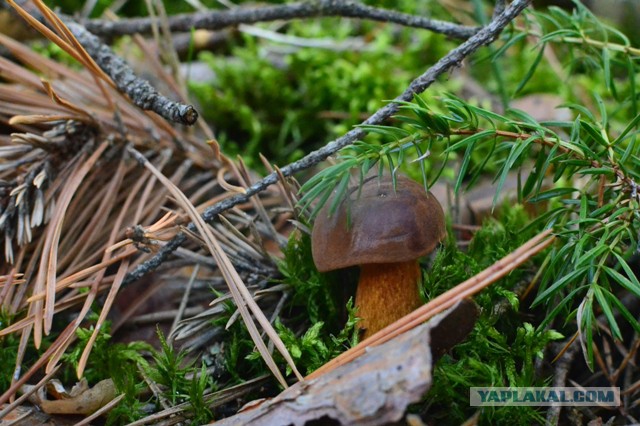 Вспомним лето! Вылазка за грибами.
