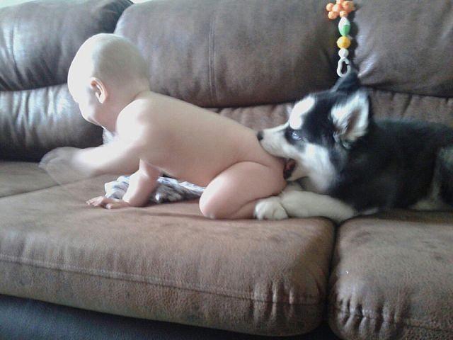 Собака покусала маленького ребенка
