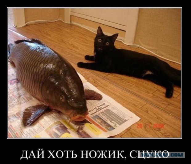Веселое из сети