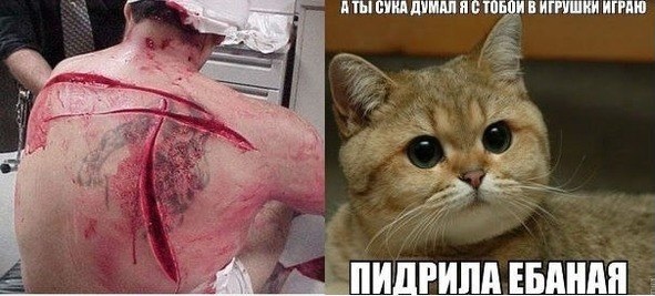 Война с котом.