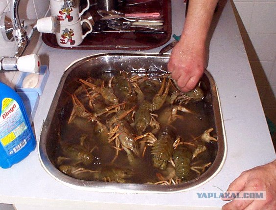 Решили мы как-то попить Пыва с раками!