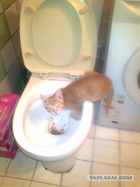 Котовторник