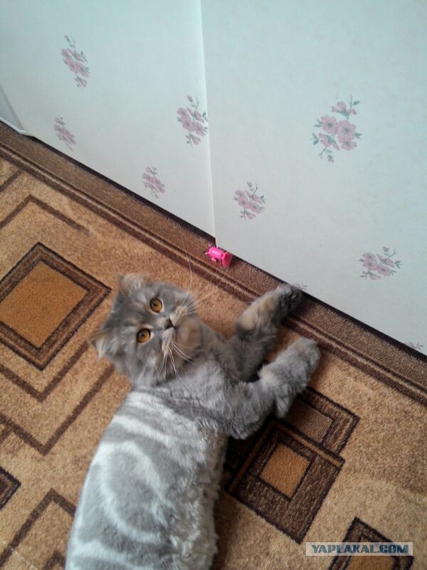 Котовторник 03.11.2015