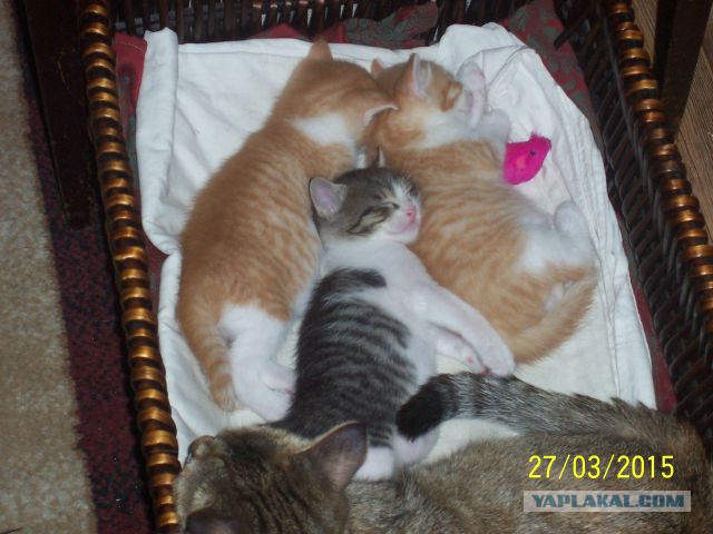 Котовторник
