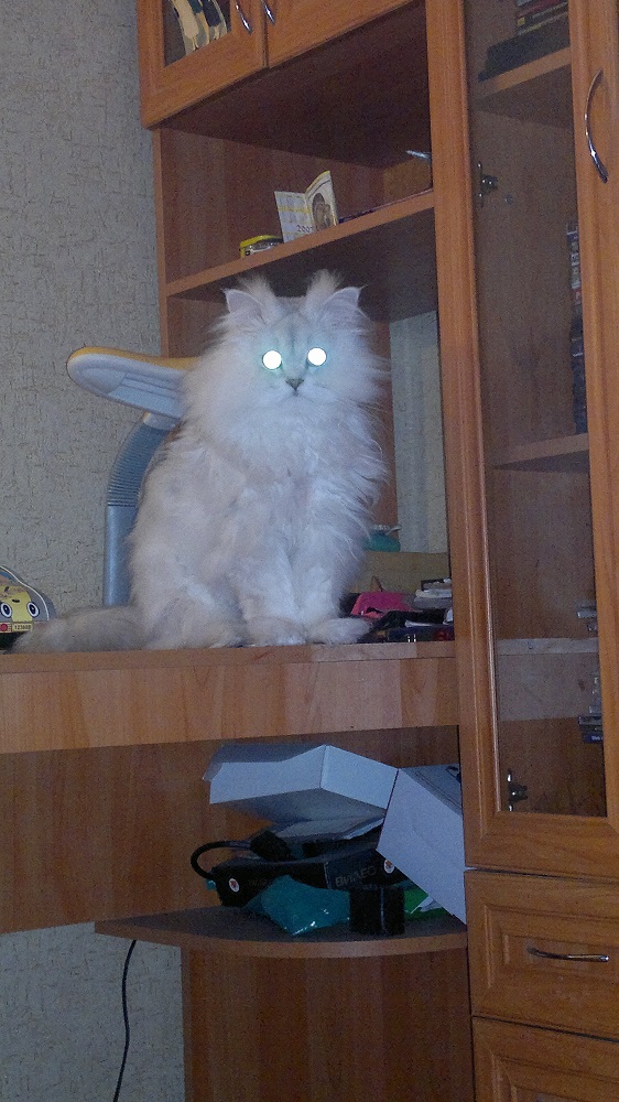 Котовторник 16.02.16