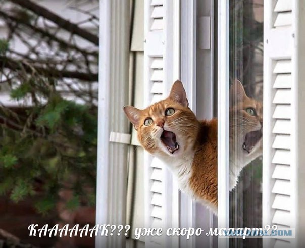 Картинок пост