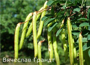 Я буду гордиться страной в которой родился