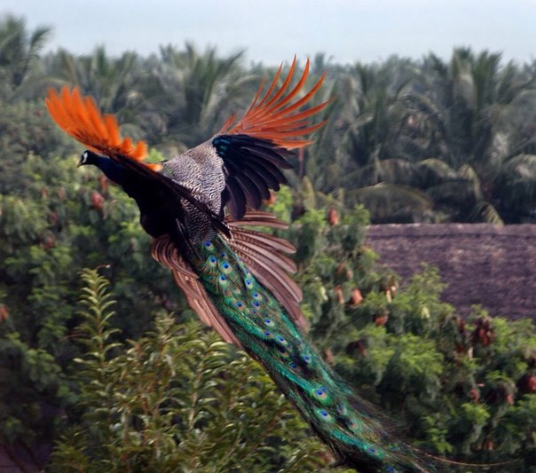Подборка картинок 29.02.16