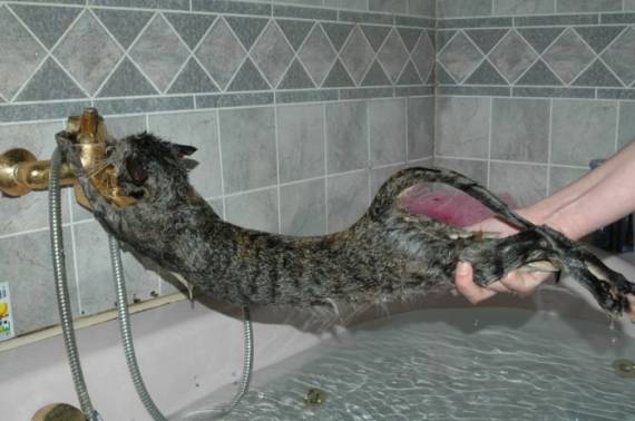 Первый ноябрьский котовторник!