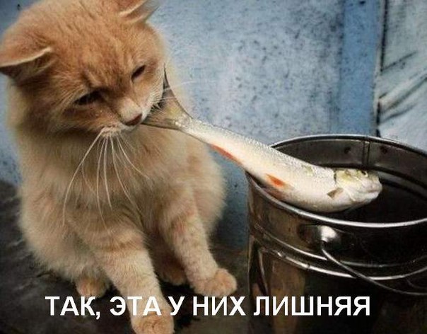 Прикольные животные