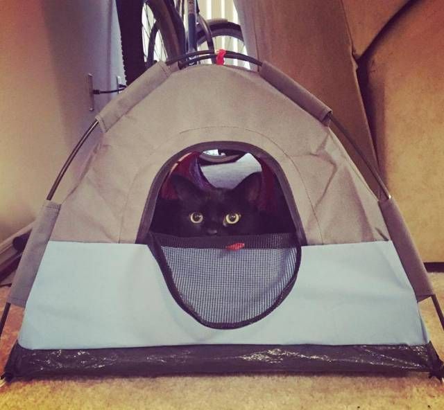 Ага, снова эти картинки и гифки