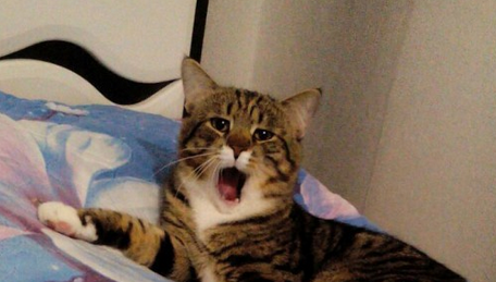 Мой зевающий кот