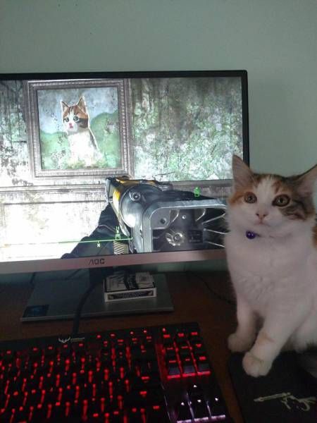 Коты из сети