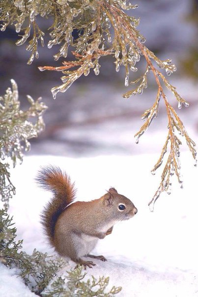 Самые смешные животные