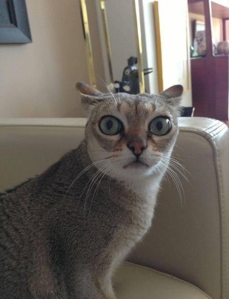 Коты из сети