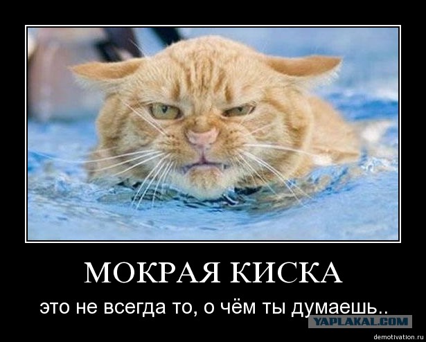 Видео про то, как кошка купается в ванной с хозяйкой