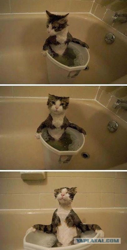 Котовторник 28.02.2017