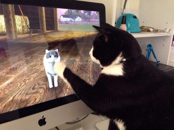 Коты и Кошки