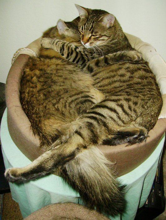 Котовторник Вместе