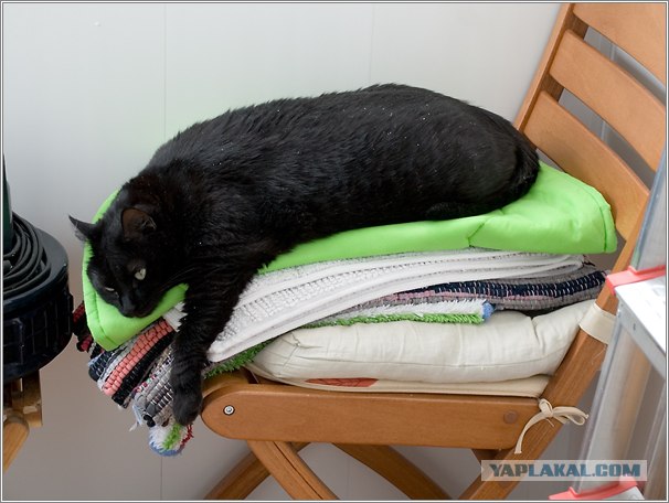 Котовторник (24.03)