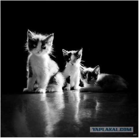 Котовторник на 29 июня