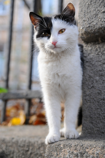 Котовторник 15.02.2011