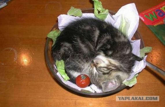 Хозяин... встань с кресла... встань, там Я!