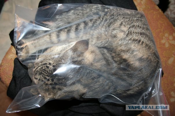 Котовторник 22.11.11