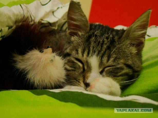 Котовторник 27.12.11