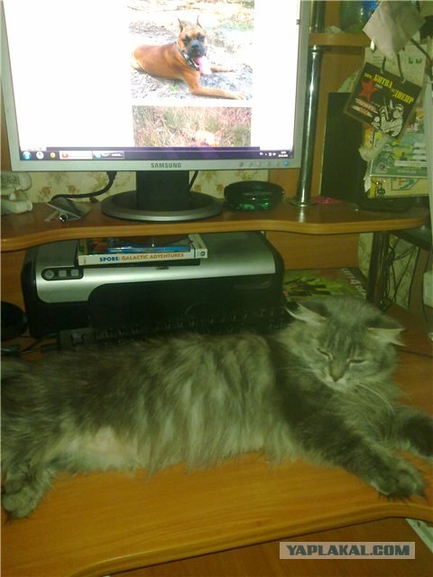 Котовторник (10.01.2012)