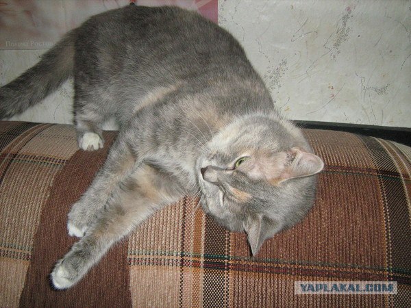 Котовторник! 13.03.2012