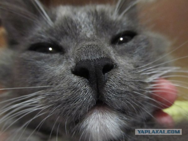 Котовторник  21.08.12