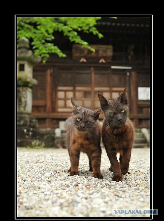 Котовторник  16.10.12
