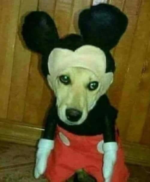 Живность из сети