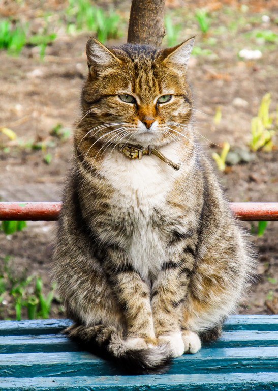 Забавные фото котеек