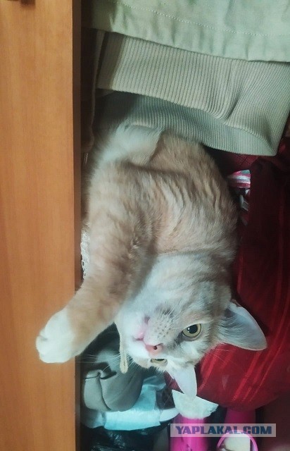 Котовторник 03.03.2020