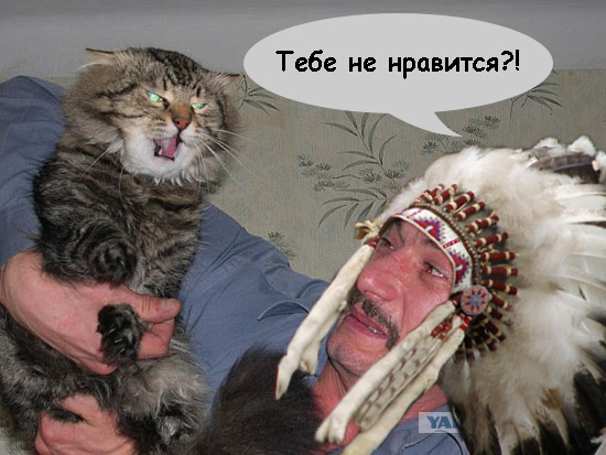 Злой кот